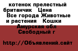 котенок прелестный британчик › Цена ­ 12 000 - Все города Животные и растения » Кошки   . Амурская обл.,Свободный г.